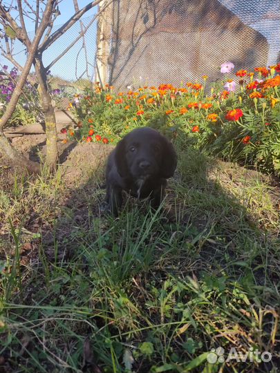 Щенки Русского охотничего спаниеля