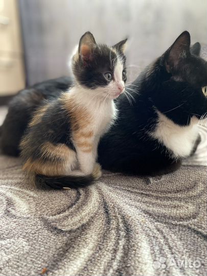 Счастье в дом