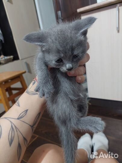 Кошка в дар