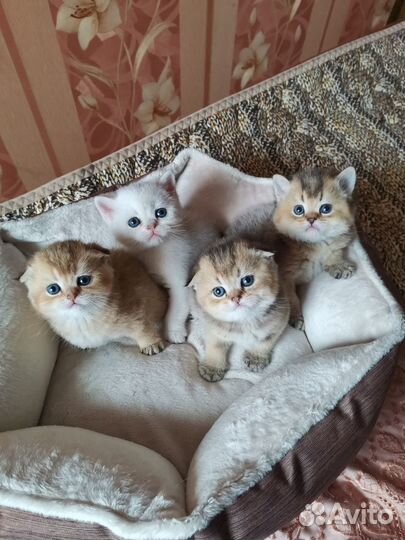 Шотландские котята