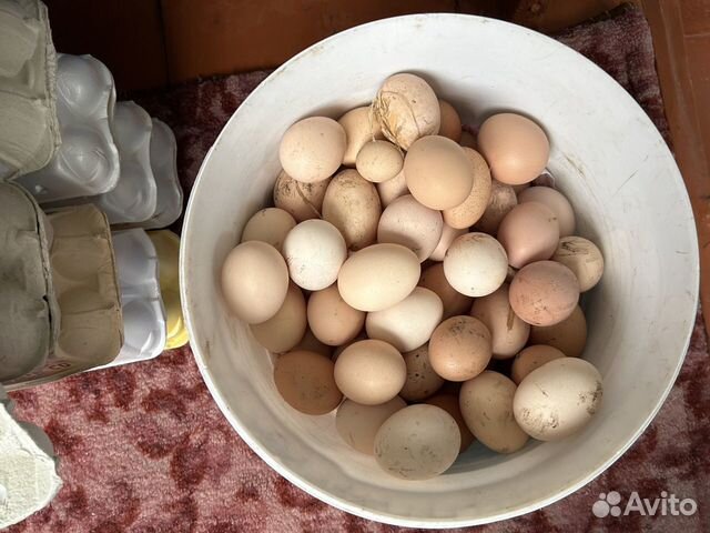 Домашние куриные яйца (деревенские)