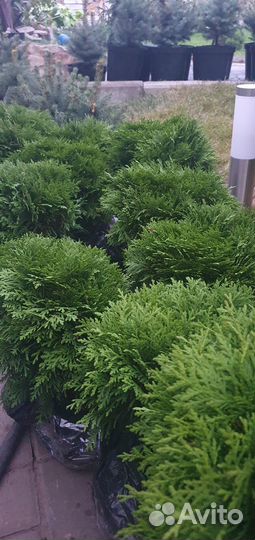 Хвойные растения