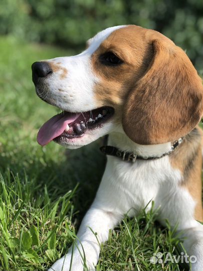 Бигль вязка