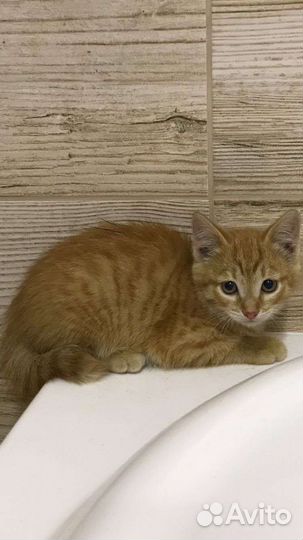 Котята от мышеловки