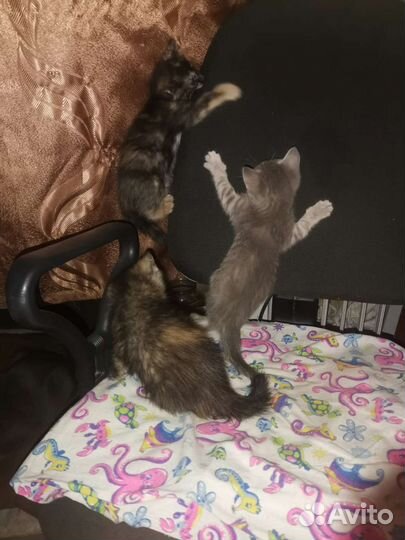 Отдам бесплатно котят девочки