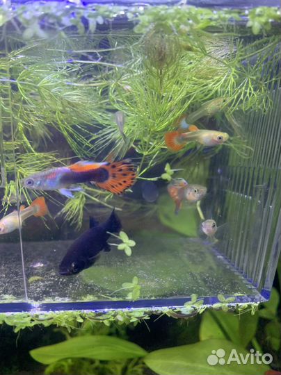 Аквариумные рыбки и растения
