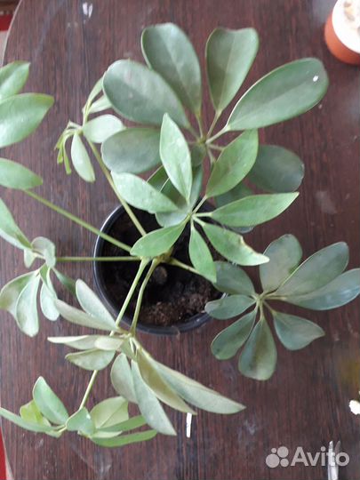 Комнатные цветы Шефлера,Драцена, Сансиеверия