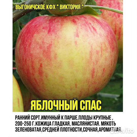 Саженцы, Плодова- ягодные и декоративные культуры