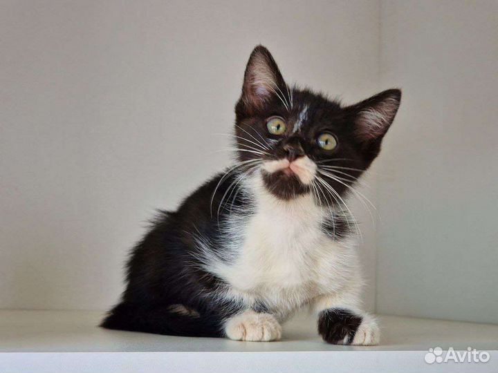 Котята в добрые руки. Безвозмездно