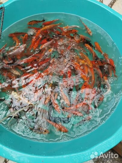 Карп кои 6 см