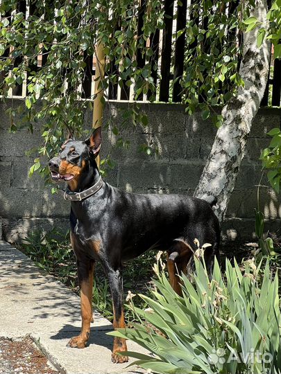 Доберман вязка