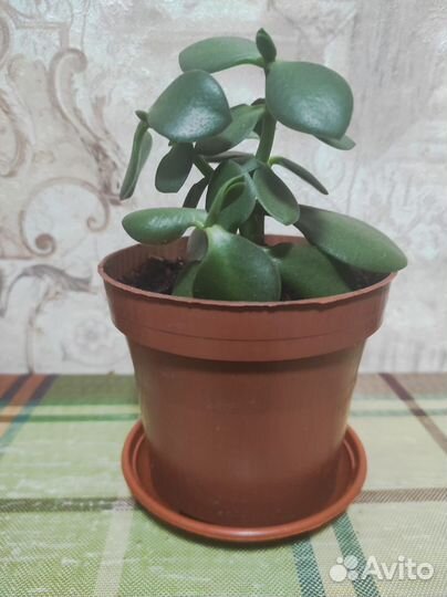 Денежное дерево толстянка