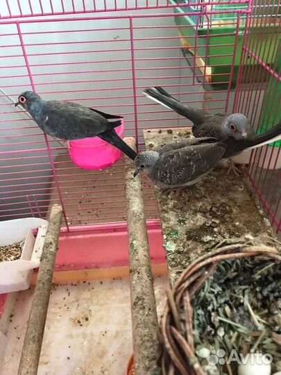 Бриллиантовая Горлица