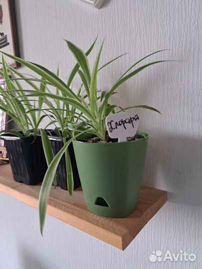 Хлорофитум