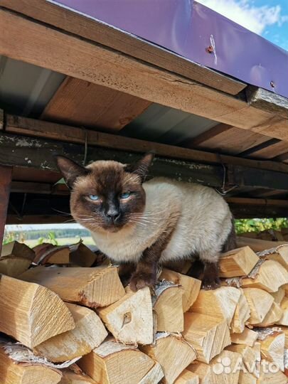 Сиамский котик