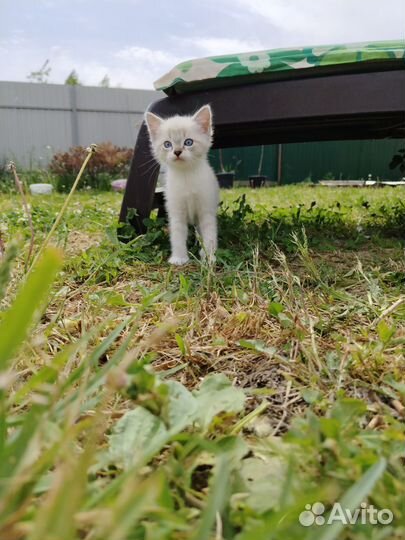 Тайский котёнок