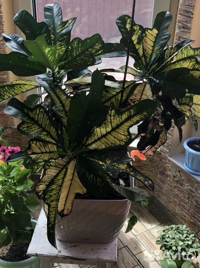 Комнатные цветы