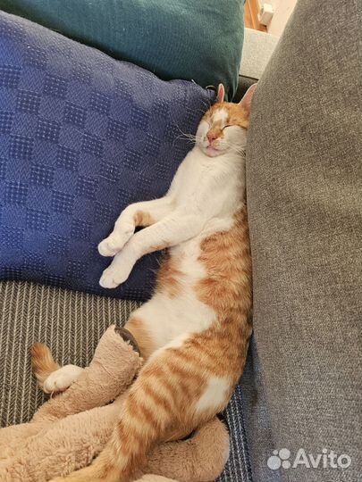 Кот ищет дом