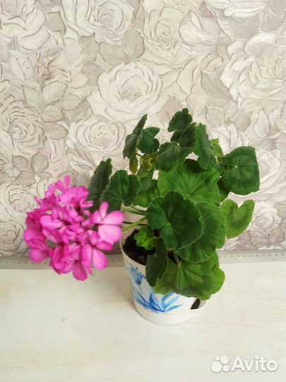 Комнатные цветы