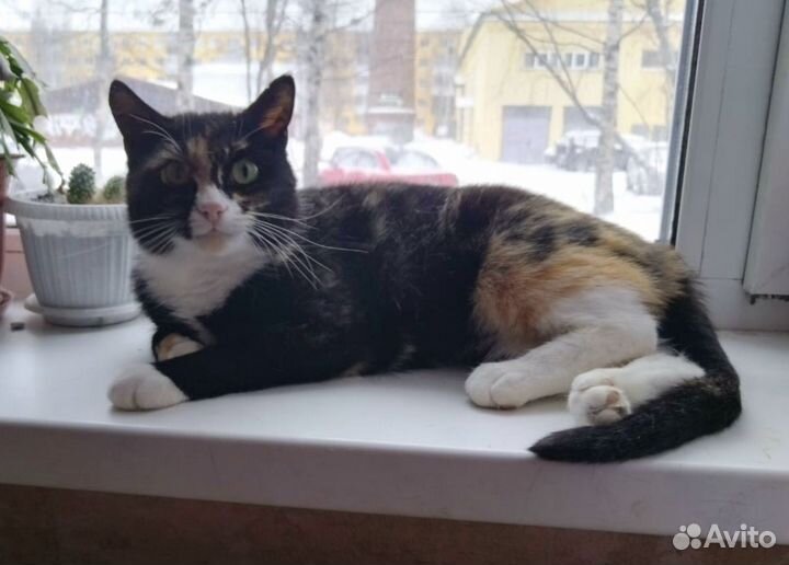 Кошки ищут дом