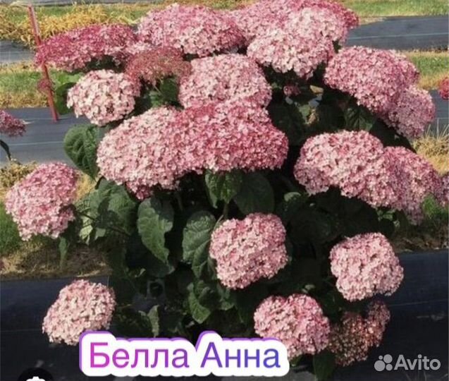 Гортензия Белла Анна