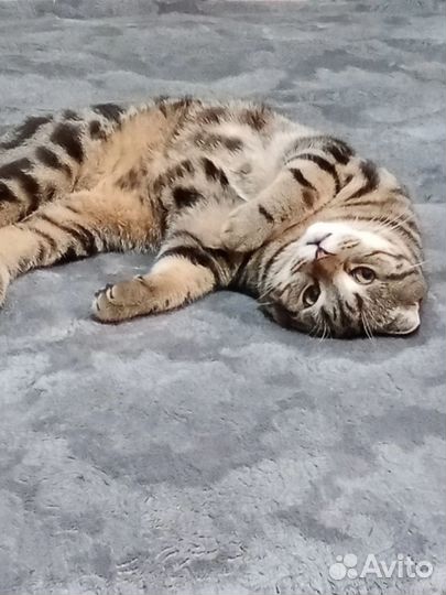 Шотландский кот вязка