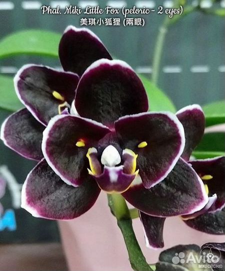 Орхидея фаленопсис Miki Little Fox peloric 2 eyes