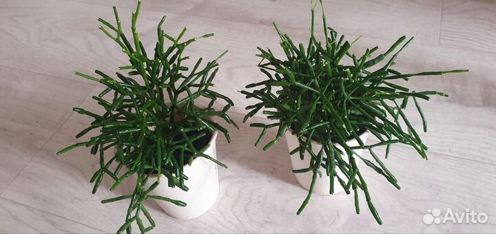 Цветы кактус хатиора