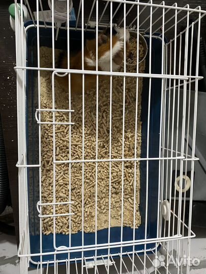 Крыса с клеткой бесплатно