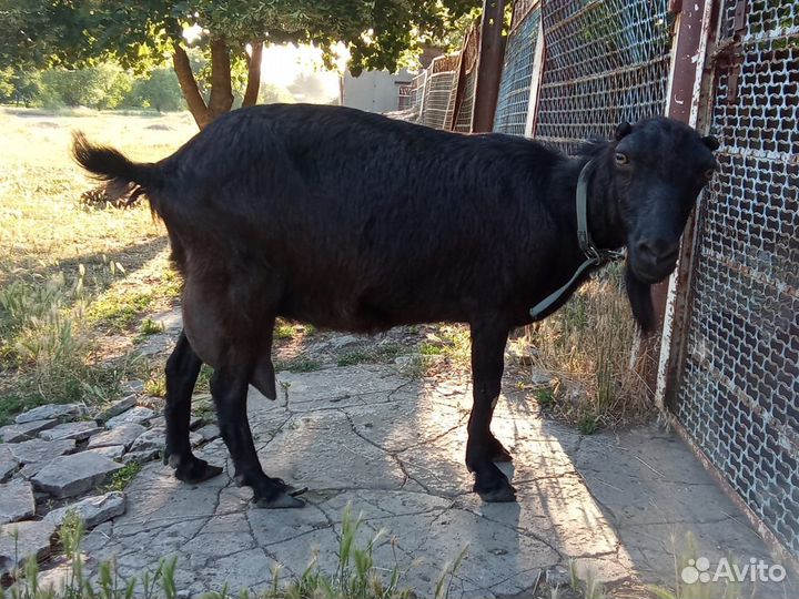 Коза Ла-Манча