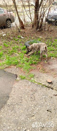 Пристрою собаку в очень добрые руки