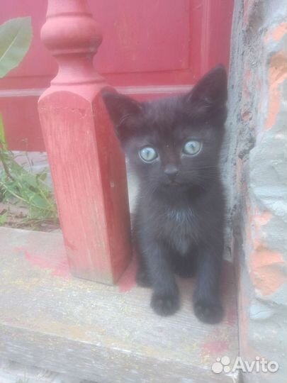 Котята в добрые руки бесплатно пос.Лесной