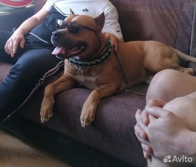 Продажа щенков американский стаффордширский терьер