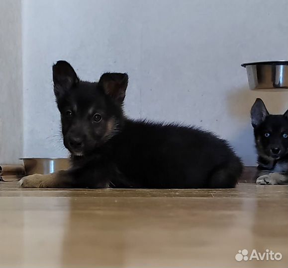 Щенки в добрые руки