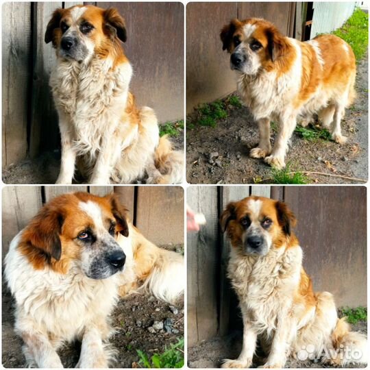 Собака в добрые руки