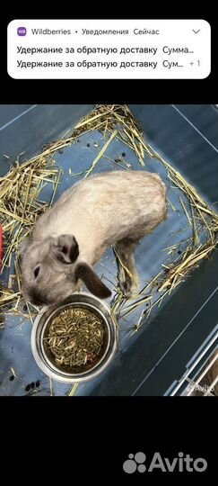 Декоративный кролики