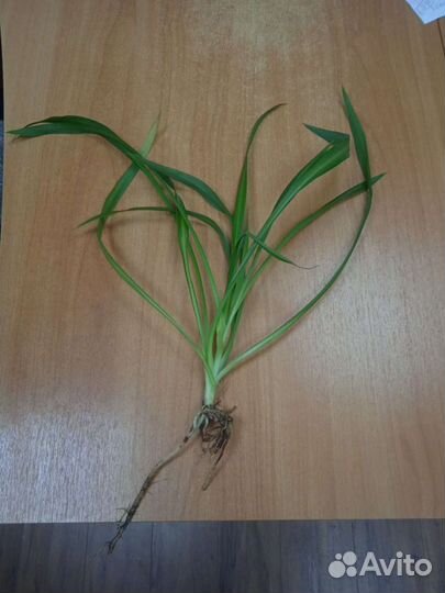 Хлорофитум