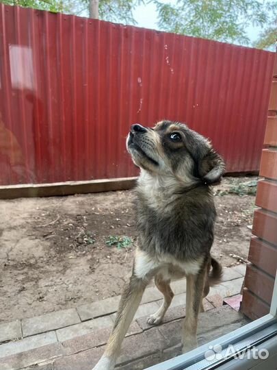 Собака в добрые руки