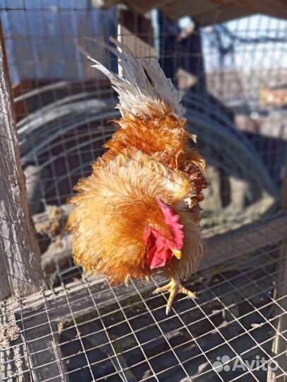 Домашние куриные яйца