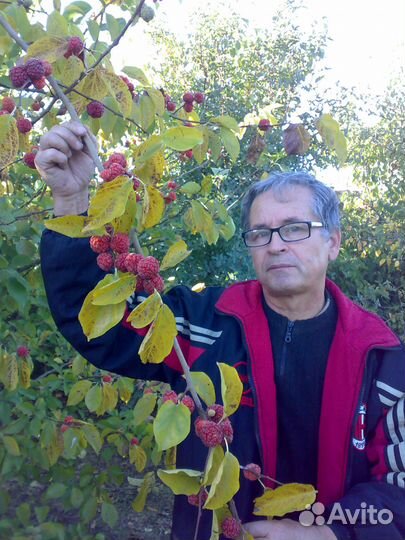 Продам саженцы Кудрании клубничное дерево