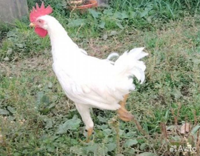 Молодые петухи