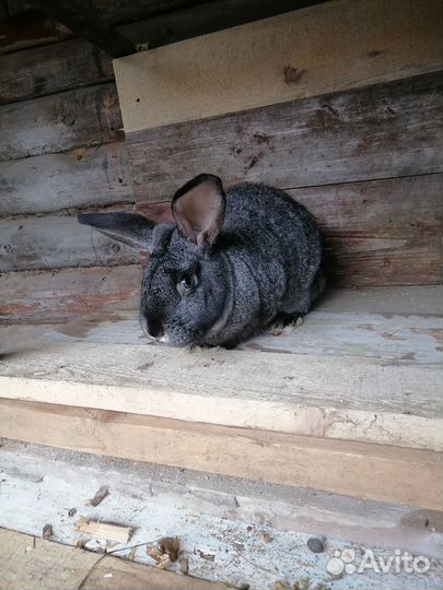 Кролики мясных пород великаны