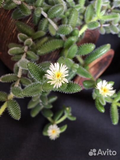 Суккуленты