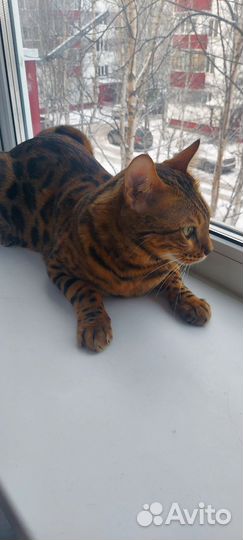 Бенгальский котик в добрые Руки