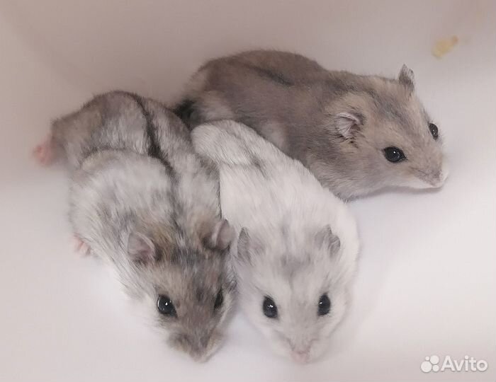 Джунгарский хомяк породистый