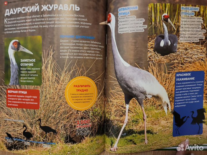 Детские книги. Энциклопедия для детей