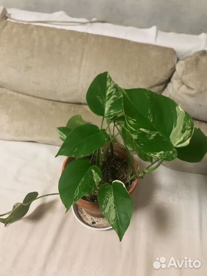 Монстера вариегатная альба