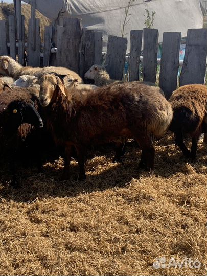 Баран производитель