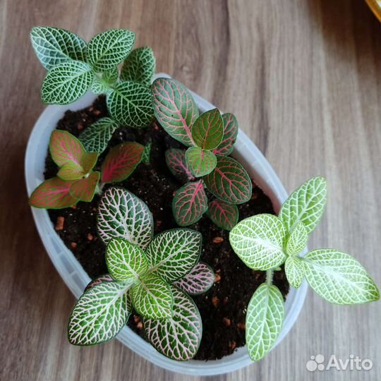 Фиттонии отдельно или микс