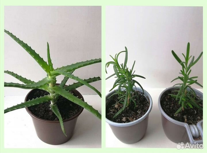 Алоэ древовидный (столетник). Розммарин